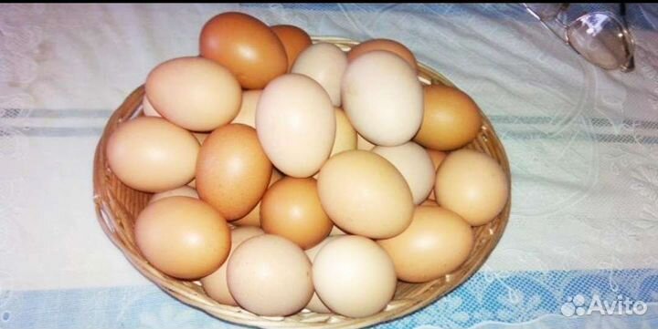 Домашние куриные яйца