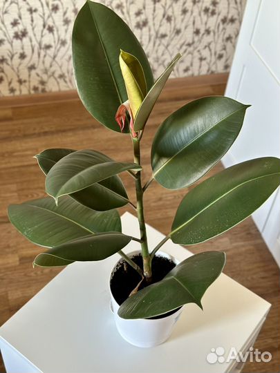 Фикус эластика Робуста