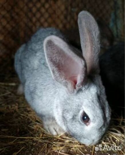 Продам кроликов