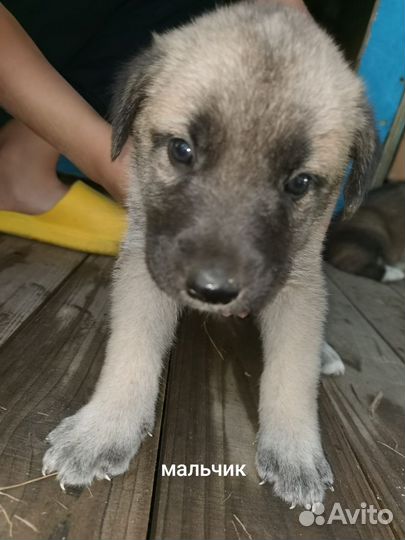Щенки в добрые руки бесплатно