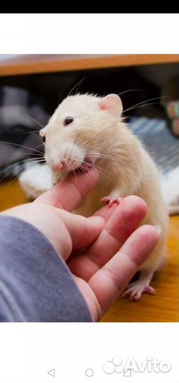 Услуги ратолога онлайн