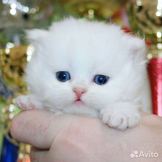 Высокопородные персидские шиншиллы