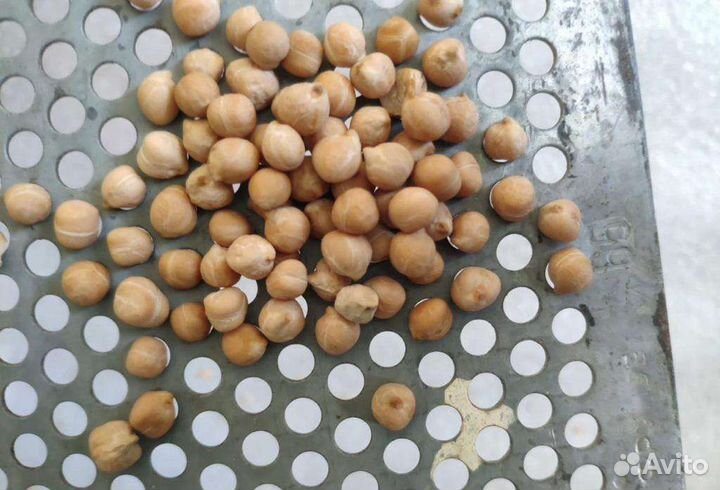 Нут сорт Иордан (Израиль) урожай 2023