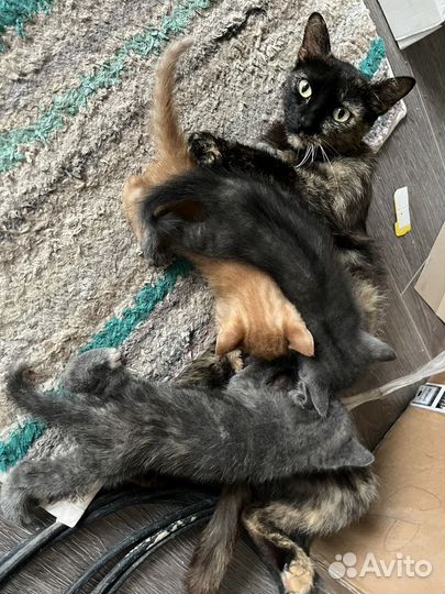 Котята в добрые руки