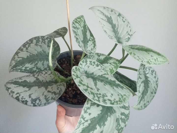 Миканс, Марбл Квин, сц.Пиктус, Бразил, бегМакулата