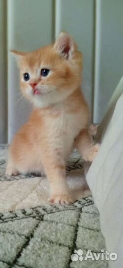 Котята 2 мальчика