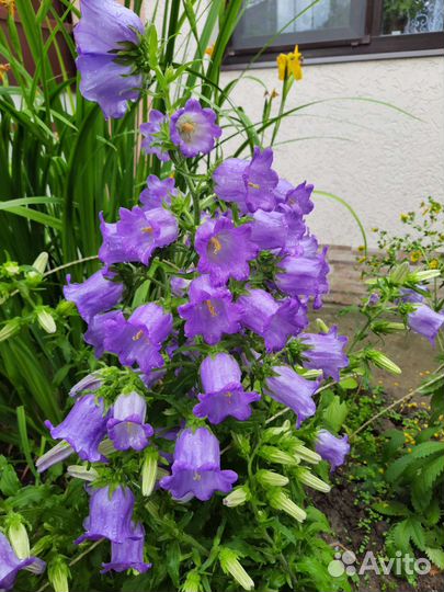 Цветы для полисадника