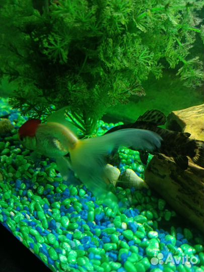 Аквариум с тумбой и рыбками
