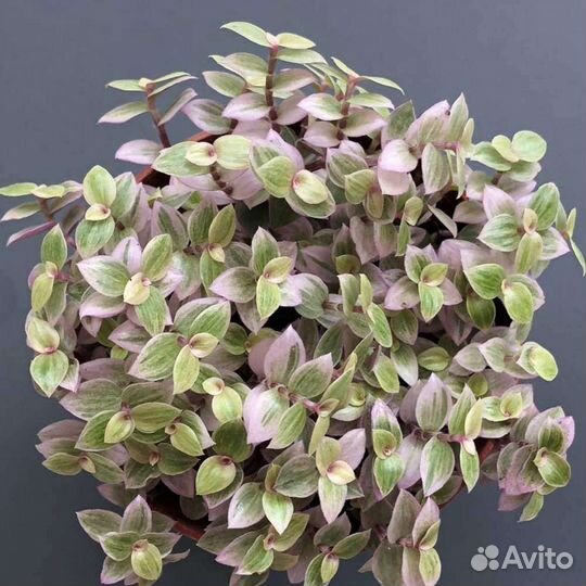 Каллизия Голд, Крибо,Бьянка, зелёная, розовая