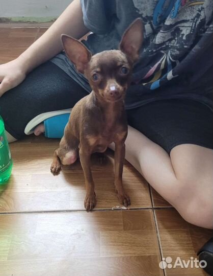 Русский той-терьер мини