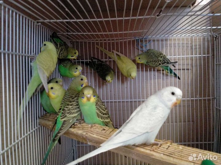 Попугайчики