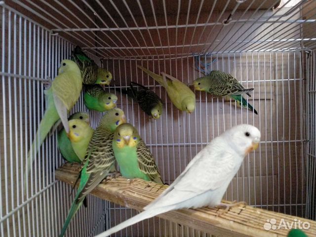 Попугайчики