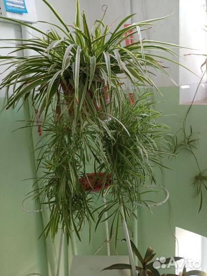 Хлорофитум Тум лаксум