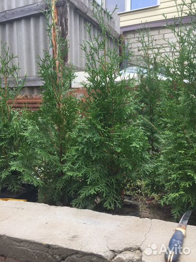 Туи колоновидные Смарагд