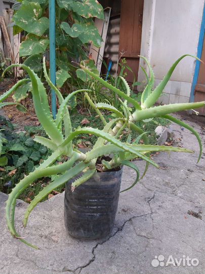 Алоэ столетник