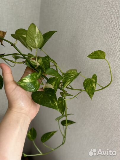 Фикус, сингониум, сциндапсус, филолендрон