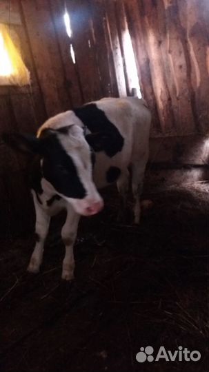 Телята телочки