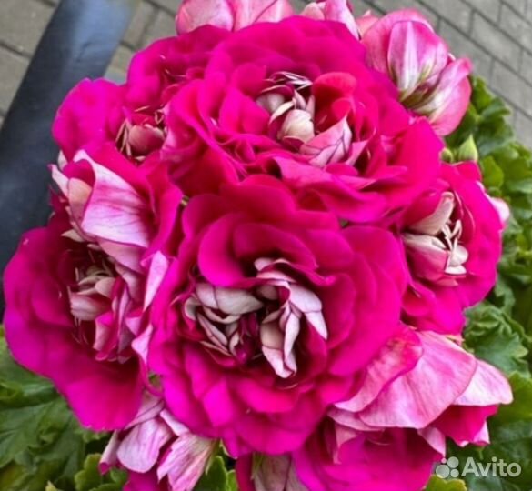 Пеларгония Merlens deah