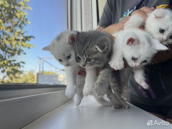 Продаются котята