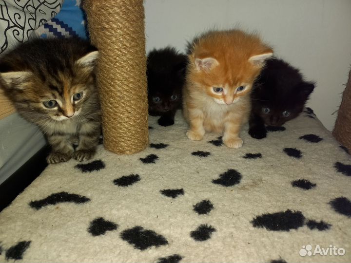 Кошка
