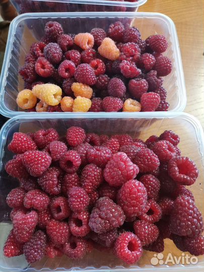 Ремонтантная малина саженцы