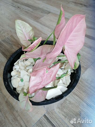 Сингониум неон робуста