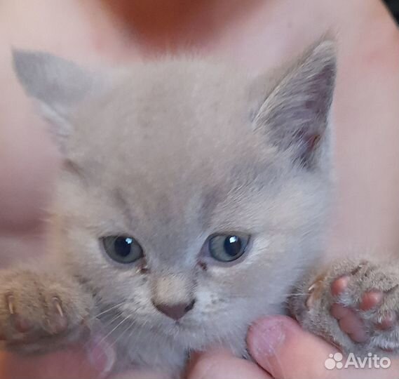 Продам котят британцев