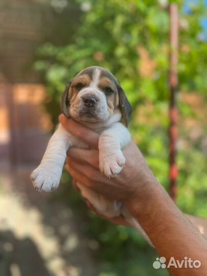 Щенки Бигль