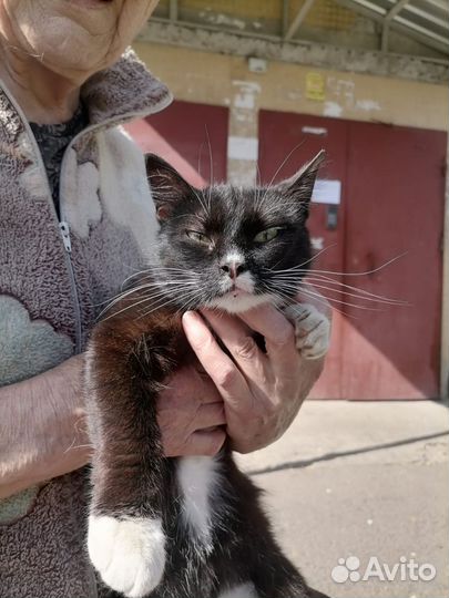 Акринская кошечка Черныша, 3 г