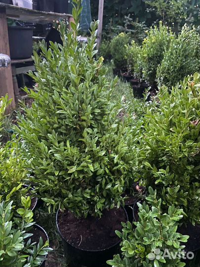 Саженцы самшита