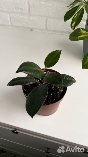 Фикус эластика Абиджан, цветы для дома и офиса