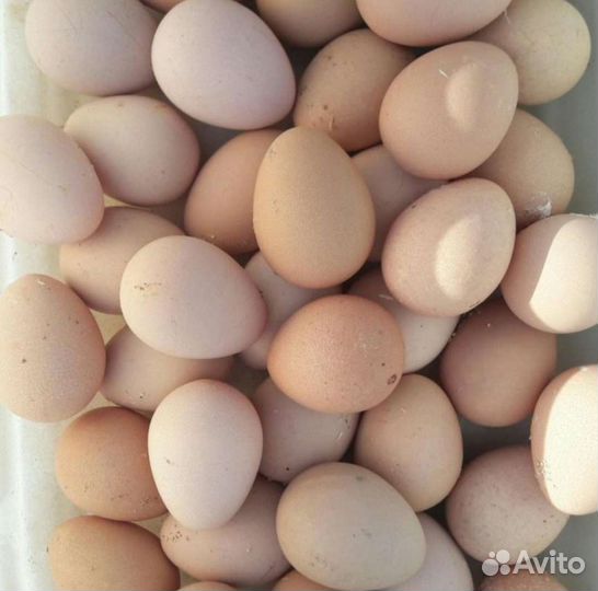 Цесарки и их яйца