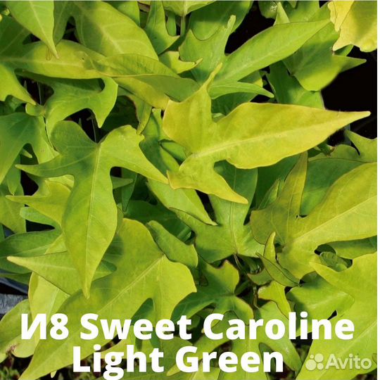 Ипомея батат часть 2