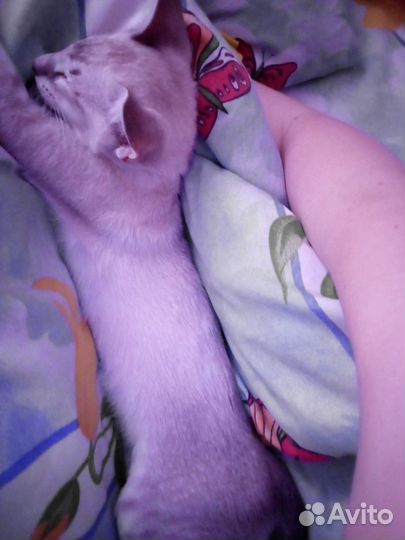 Ориентальные котята