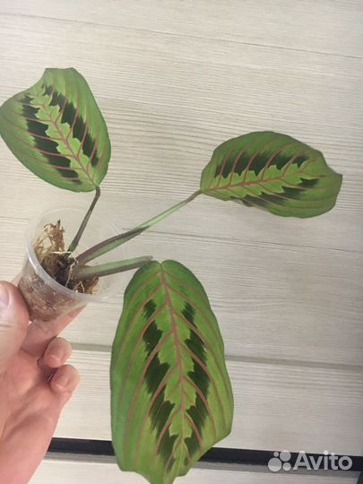 Сциндапсус, маранта