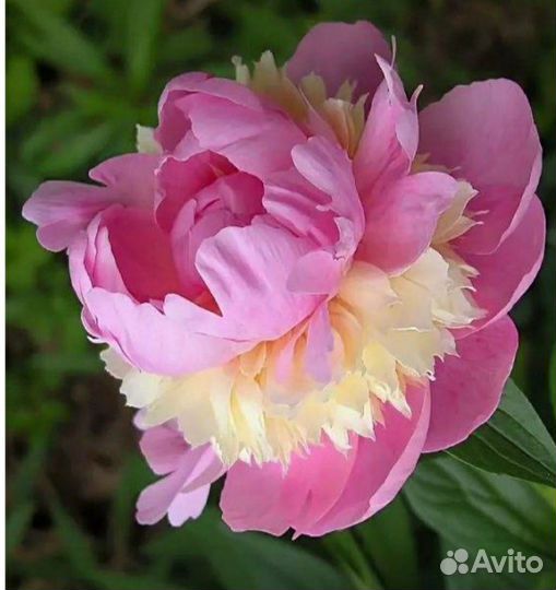 Пион, Сорбет