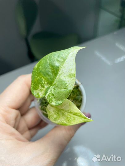 Алоказия одора батик вариегатная