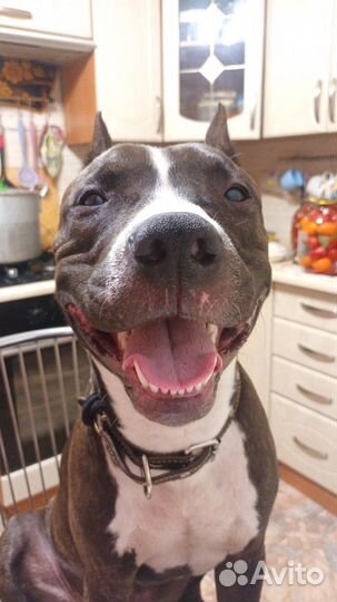 Собака для вязки