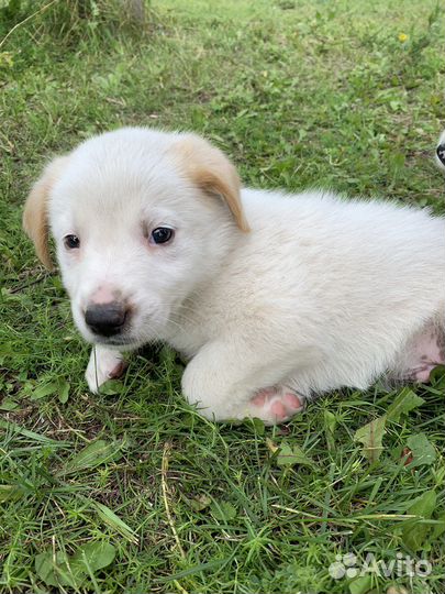 Собаки щенки
