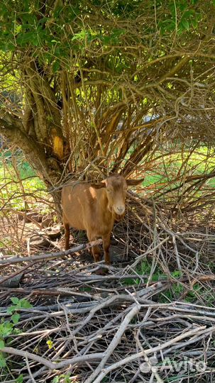 Подам козла