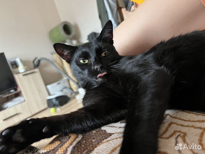 Кот черный и большой в добрые руки дар бесплатно
