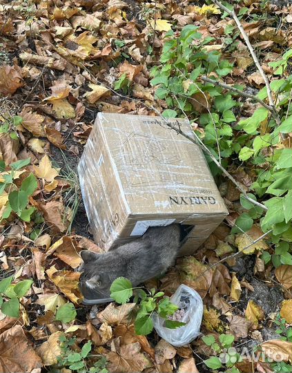Ищем дом для кота