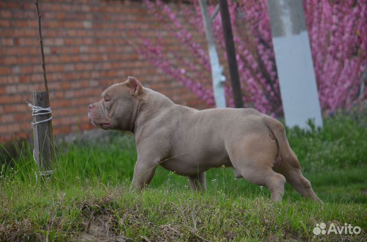 Американский булли