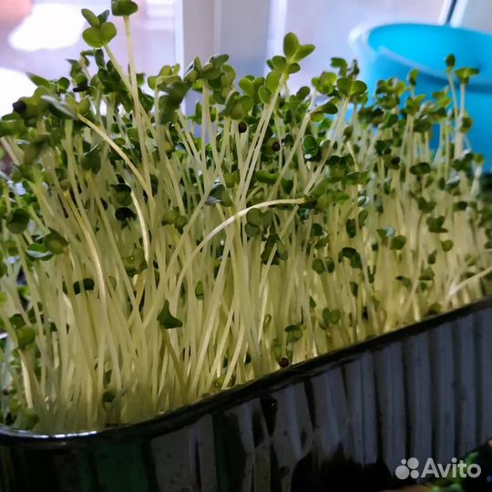Семена брокколи-Рапини на микрозелень