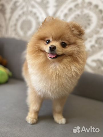 Померанский шпиц вязка кобель