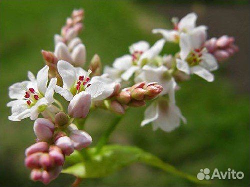 Мед гречишный 2023