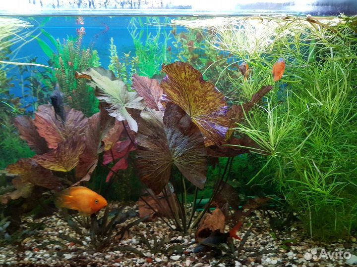 Аквариумные растения