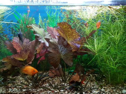 Аквариумные растения