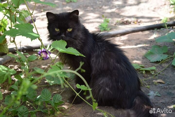 Кошечки в дар