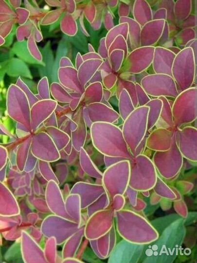 Декоративные деревья и кустарники